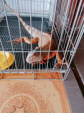 Iguana Red sehat, sedikit liar
