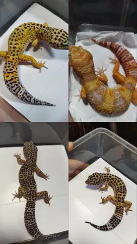 GECKO JUMBO DEWASA 4 EKOR BORONGAN