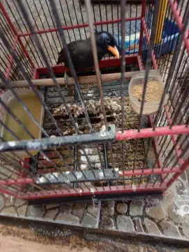 Jual burung poksay rembo sdh bunyi
