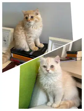 Kitten Flatnose  Jantan