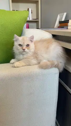 Kitten Flatnose  Jantan