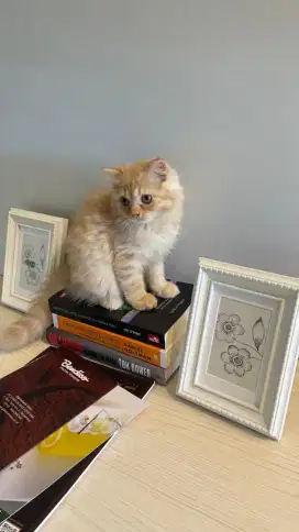 Kitten Flatnose  Jantan
