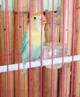 lovebird PB AQUA