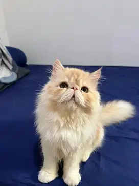 Persia peaknose