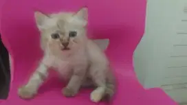 Persia, Bulu Kapas, Mata Biru, Buntut Besar