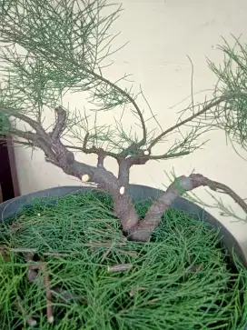 Bahan bonsai Cemara Udang