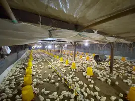 Jual Tanah dan Kandang Ayam Peternakan Masih Aktif di Purwakarta