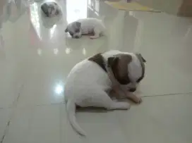 Anak anjing Chihuahua puppies jantan