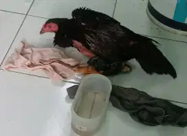 Ayam bangkok masih bahan
