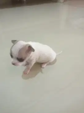 Anak anjing Chihuahua puppies betina.
