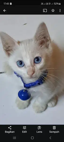 Jual kucing persia indo