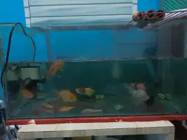 Ikan mas koki dan redfin