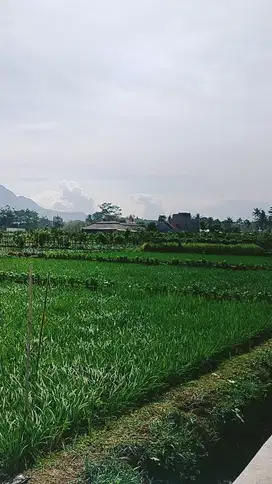 murah sawah luas 4000 meter pinggir jalan aspal desa