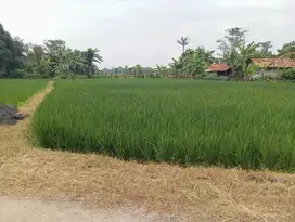 Jual sawah produktif di campaka samping jalan mobil & samping rmh wrga