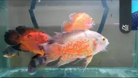 Oscar tiger albino slayer