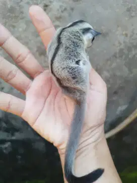 Sugar glider Wf jantan,