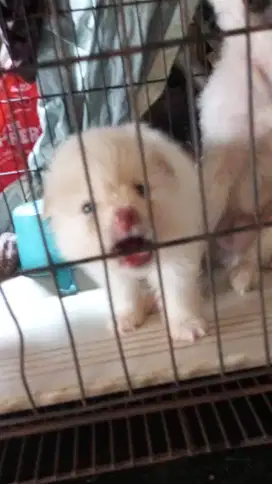 Anakan mini pom white jantan