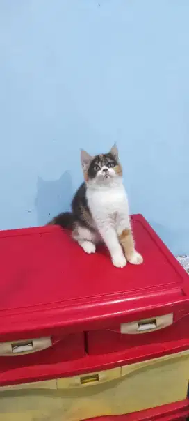 kucing kitten british shorthair betina