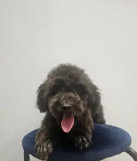 Super tiny poodle high quality