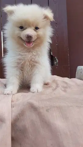 Anakan mini pom white jantan