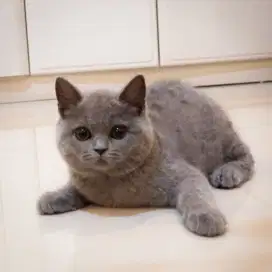 Kucing BSH NON ped aktif