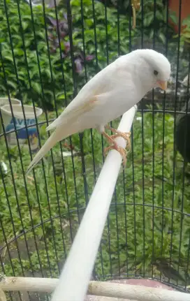 Kenari paud riwikan