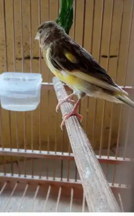 Kenari PAUD hantan