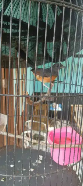 Murai betina trah juara ,gacor nya udh kaya jantan