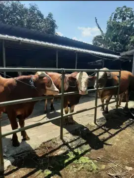 Hewan Kurban hari raya