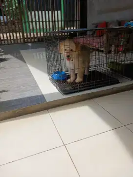 Puppy Mix Poodle