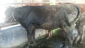 Sapi Limosin simental