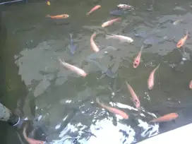 Ikan Nila konsumsi