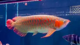 Arwana super red
