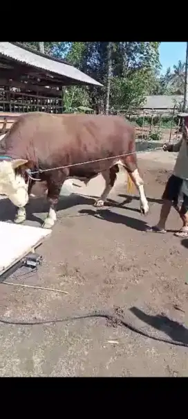 Sapi qurban 920 kg gratis ongkir