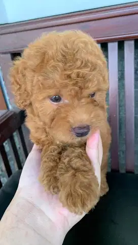 Red toy poodle jantan