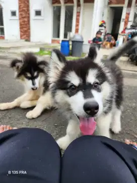 Alaskan malamute betina stb vaksin