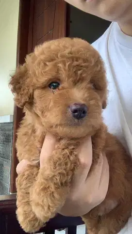 Red Toy Poodle, Jantan