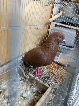 Burung dara jantan 4 ekor