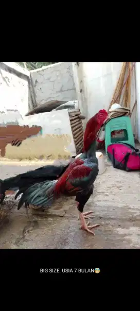 Ayam siap antar, Cod, ambil ke tempat.