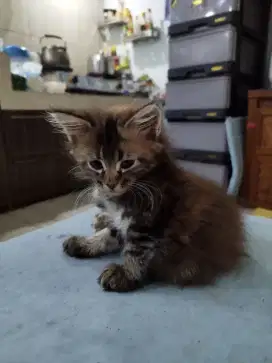 Kitten betina mainecoon murni