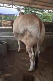 sapi putih 700kilo jawaan tinggi jangkung rawatan kandang jamin manteb