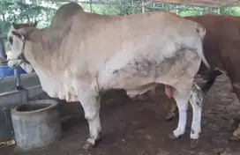 sapi putih 700kilo jawaan tinggi jangkung rawatan kandang jamin manteb