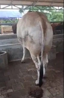 sapi putih 700kiloan jawaan siap sapi qurban premium 2025 jamin manteb