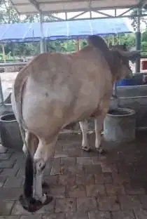 sapi putih 700kiloan jawaan siap sapi qurban premium 2025 jamin manteb