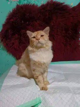 Kucing persia jantan jago kawin dan berantem