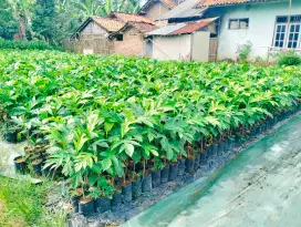 Ready bibit sukun