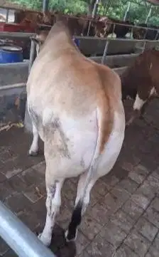 sapi jawaan 700kilo putih jangkung jogrokan gede jumbo rawatan manteb