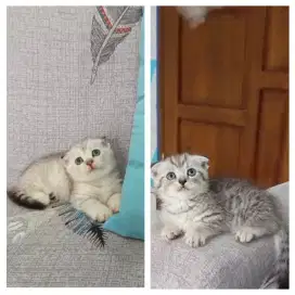 Munchkin Scottish Fold (Gaelic Fold)