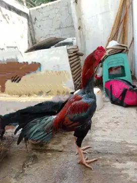 Janggar BIG SIZE