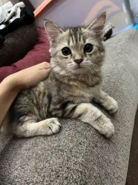 Kucing jantan dan betina